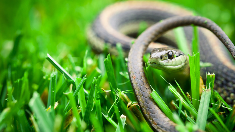 Small snake in grass