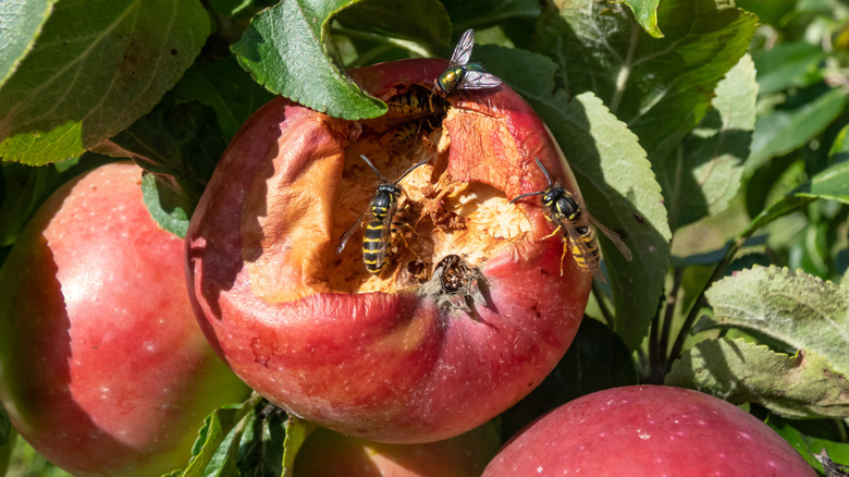 Wasps eating a red apple on tree