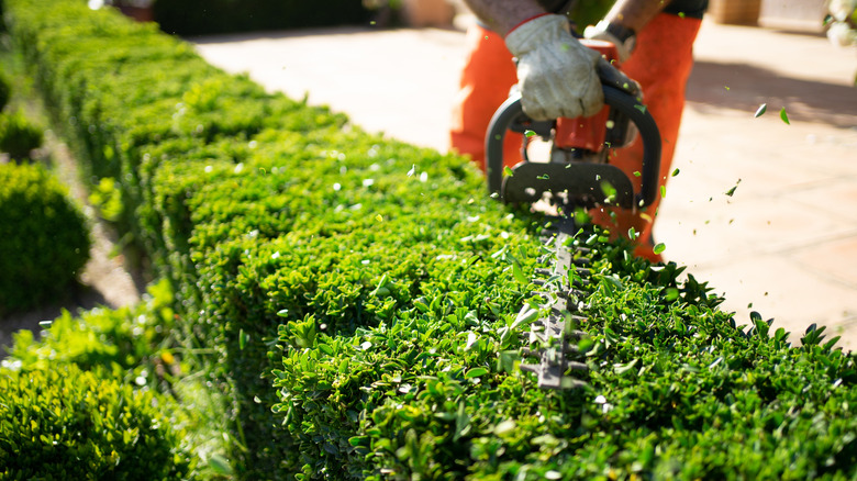 A man using an electric trimmer to trim a hedge